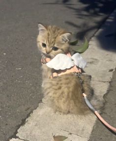 a small kitten on a leash holding something in it's mouth