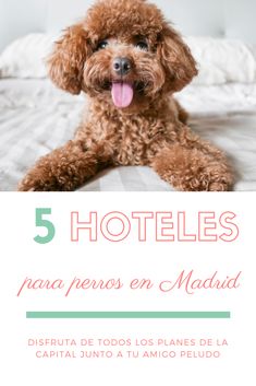 a brown dog laying on top of a bed with its tongue hanging out and the words 5 hoteles para perros en madrid