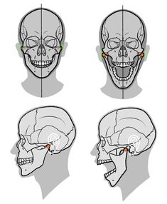 three different views of the human skull with various angles to show their location and position