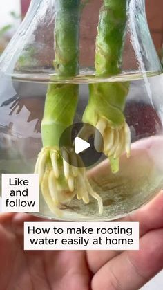 someone is holding up some flowers in a vase that has water inside it and the words, like and follow how to make rooting water easily at home