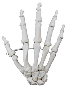 an image of a skeleton hand showing the bones