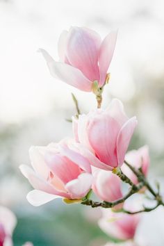 the pink flowers are blooming on the tree