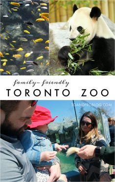 the family friendly toronto zoo is one of many things to see