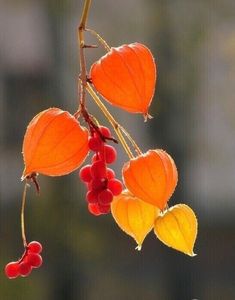 some red berries hanging from a branch with yellow leaves and orange butterflies on it's back