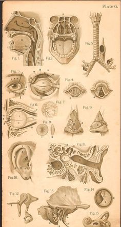 an old medical illustration shows the different parts of the human body and their functions in it