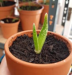 a close up of a small plant in a pot