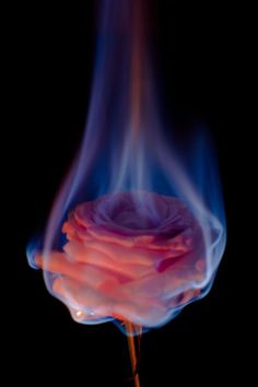 a pink flower with blue flames in the background