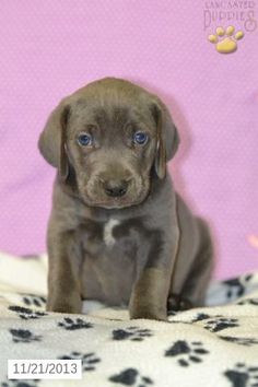 a brown puppy sitting on top of a bed next to a pink wall with paw prints