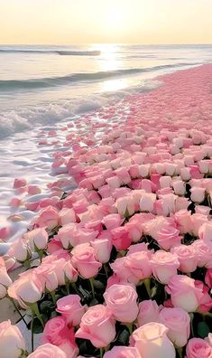 many pink roses are growing on the beach