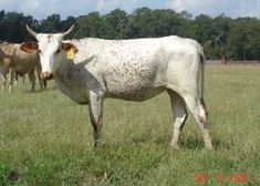 two cows standing in a field with trees in the backgrouds and one cow has a tag on it's ear