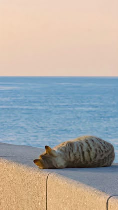 a cat laying on the edge of a concrete wall next to the ocean with it's eyes closed