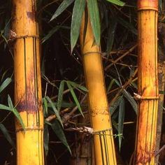 several yellow bamboo trees with green leaves on them