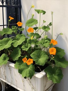 Pumpkin Garden Ideas: Lush Orange Flowers and Vines Against a Light Background White Container, Giant Pumpkin