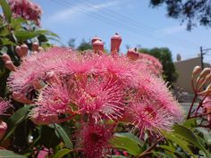 pink flowers are blooming in front of a building and trees on the other side