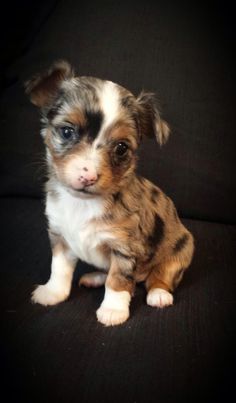 a small brown and white dog sitting on top of a black couch