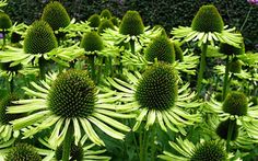 many green flowers are growing in the garden