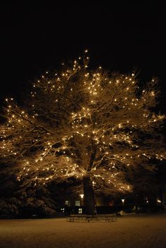 a large tree covered in lights at night