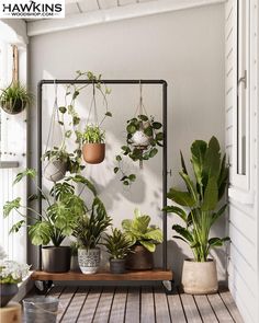 several potted plants are hanging on the wall