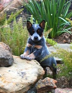 a small dog sitting on top of a rock next to some plants and rocks in the grass