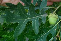 a person picking an unripe fig from a tree branch with leaves and fruit on it