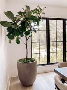 a large potted plant sitting in the middle of a room next to a window