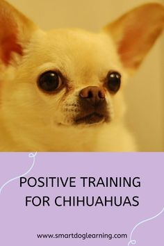 a small dog with the words positive training for chihuahuas on it's face