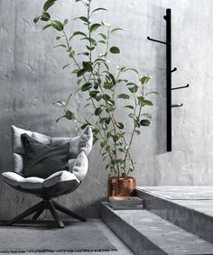 a chair sitting next to a tall plant in a room with concrete walls and steps