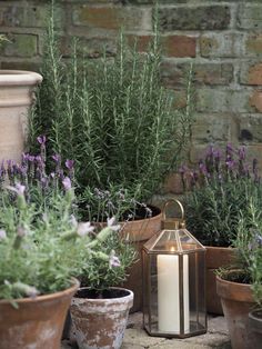 lavenders and potted plants in front of a brick wall with a lit candle