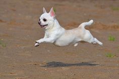 a small white dog jumping in the air