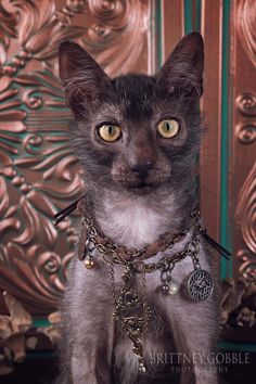 a black cat with yellow eyes wearing a chain around it's neck and looking at the camera