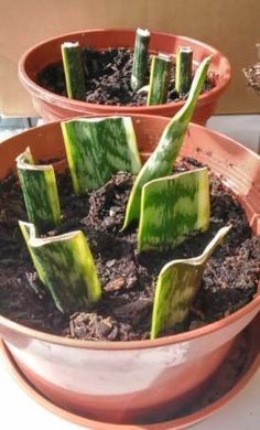 several potted plants are sitting in the dirt on top of a table, with one plant growing out of it's center