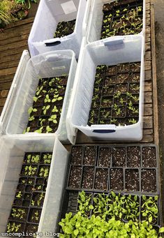 several plastic containers filled with plants and dirt