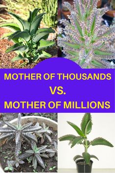 four different types of plants with the words mother of thousands v, mother of millions