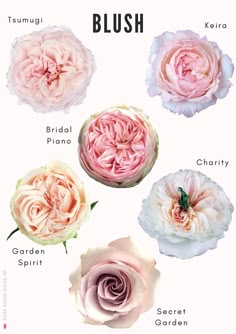 four different types of flowers are shown in this graphic style, including pink and white roses