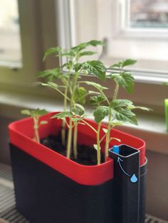 there is a small potted plant in the window sill