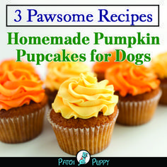 homemade pumpkin cupcakes for dogs with frosting on them