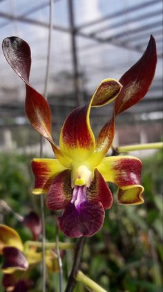 an orchid is blooming in a greenhouse