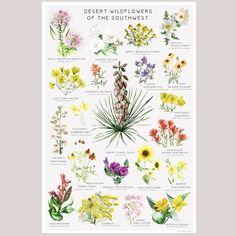 a poster with different wildflowers and other flowers on it's back side