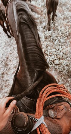 a person holding the reins of a horse