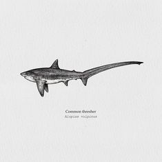 a black and white drawing of a shark with the words common threader above it