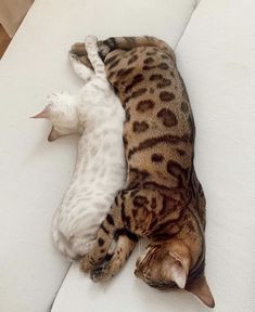 two cats laying on top of each other