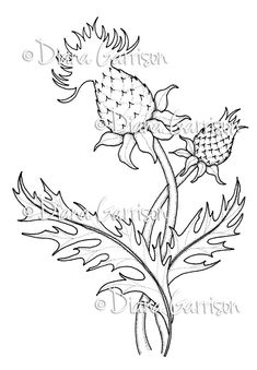 a drawing of a thistle flower