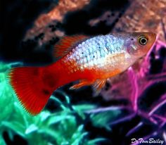 a red and white fish swimming in an aquarium