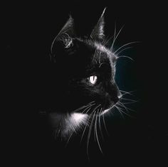 a black and white photo of a cat in the dark