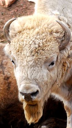 an adult bison standing next to another animal in the dirt and grass, looking at the camera