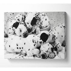 two dalmatian puppies sleeping on top of each other in black and white