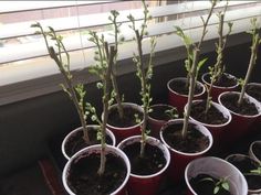 several potted plants in front of a window sill on a windowsill, with one plant sprouting from the top