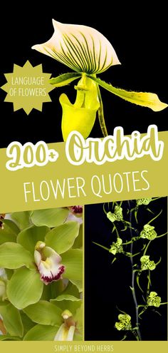 an image of flowers with the words, 200 orchid flower quotes on it's front cover