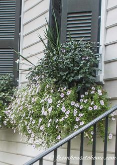 Window Box Flower Combinations: Flower Box Ideas Inspired By Charleston Window Boxes Flower Box Ideas, Green Mountain Boxwood, Flower Combinations, Impatiens Plant, Window Box Plants, Coral Bells Heuchera, Black Shutters, Container Garden Design