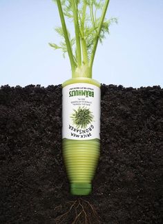 a tube of broccoli sprouts growing out of the ground with soil